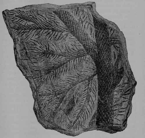 Fig. 278. Fossil remains of a giant club moss (Lepidodendron sp., Scale tree Family, Lepidodertdraceoe). From the coal period.