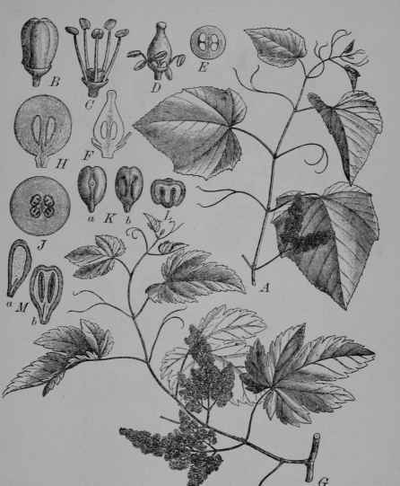 Fig. 100. Grapes (Vitis labrusca and V. vinifera. Grape Family, Vitacece). A F, northern fox grape (V. labrusca). A, flowering branch. B, flower bud, one petal (at the left) beginning to separate. C, staminate flower, with petals fallen. D, pistillate flower with rudimentary stamens. E, ovary cut across. F, ovary, cut vertically. G M, European grape (V. vinifera). G, flowering branch. H, berry, cut vertically. J, same, cut across. K, seeds, front view (a), back view (b). L, seed, cut across. M, seed, cut vertically from front to back (a), and from side to side (b). (Gilg.) Woody vines climbing by tendrils; flowers greenish; fruit greenish, reddish, or dark purple often with a bloom.