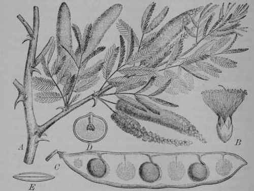 Fig. 156. Gum Arabic Tree (Acacia Senegal, Pulse Family, Leguminosoe). A, flowering branch. B, flower. C, pod, half, showing seeds. D, seed, cut between the seed leaves to show seed stem and seed bud. E, seed, cut across. (Taubert.) A tree about 6 m. tall; bark gray; leaves grayish; flowers yellow; pod yellowish. Native home, tropical Africa. This tree yields the best gum; several other species produce an inferior quality.