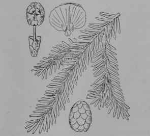 Fig. 263. Hemlock (Tsuga canadensis, Pine Family, Pinaceoe). Leafy branch, 1/2. Staminate flower. Cone. Cone scale. (Britton and Brown.) Tree growing over 30 m. tall; bark flaky; leaves dark green above; flowers yellowish; fruit brownish. Native home, Eastern North America.