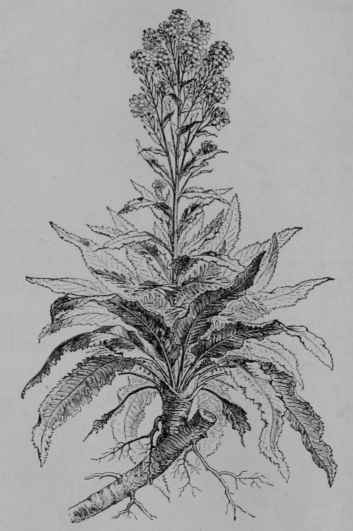 Fig. 144. Horseradish (Nasturtium Armoracia, Mustard Family, Cruciferoe). Plant in flower. (Baillon.) A perennial about 60 cm. tall; leaves shining; flowers white, resembling those of mustard in form but smaller.