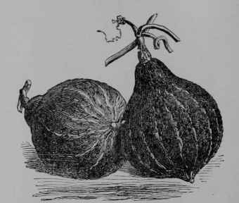 Fig. 82, I. Hubbard Squash (Cucurbita maxima, var., Gourd Family, Cucurbitaceoe). Fruit. 1/6. (Vilmorin.) The plant as regards stem, leaves and flowers, resembles the preceding species; fruit variously colored.