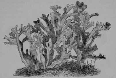 Fig. 161. Iceland Moss (Cetraria islandica, Shield lichen Family, Parmeliacece). Plant, natural size, growing nearly erect from dry earth. (Luerssen.) Upper surface brownish or olive, pale below, often red stained at the base; fruit forming chestnut colored patches on the uppermost lobes. Native home, North America and Eurasia.