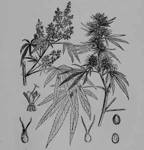 Fig. 171, II. Indian Hemp. Staminate and pistillate flower clusters. Staminate flower. Pistillate flower. Pistil. Seed, entire and cut vertically.