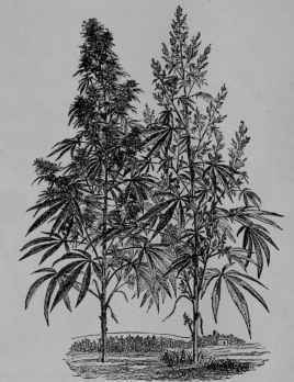 Fig. 171, I. Indian Hemp (Cannabis sativa, Mulberry Family, Moraceoe). Staminate and pistillate plants. (Baillon.) An annual 1 3 m. tall; leaves roughish; flowers greenish; fruit dry. Native home, Central Asia.
