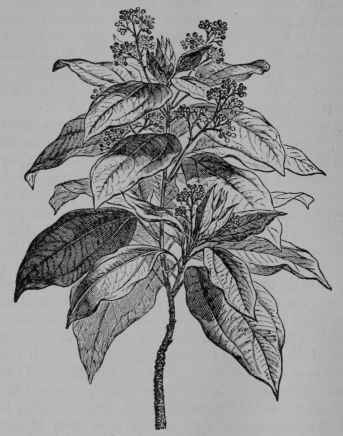 Fig. 169. Laurel camphor Tree (Cinnamomum Camphora, Laurel Family, Lauraceoe). Flowering branch, 1/3. (Baillon.) Tree growing 12 m. tall; leaves thick; flowers yellow; berry dark red. Native home, China and Japan.