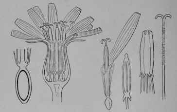Fig. 77. Lettuce. Flower cluster, enlarged. Base of a flower cut vertically to show the single ovule within the ovary