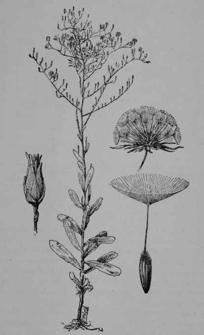 Fig. 76. Lettuce. Plant in flower and fruit.