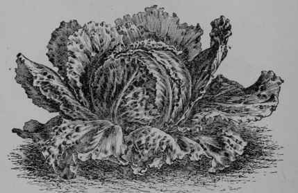 Fig. 75. Lettuce (Lactuca sativa, Sunflower Family, Compositoe).
