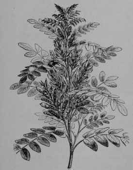 Fig. 162.   Licorice (Glycyrrhiza glabra, Pulse Family, Leguminosoe). Branch in leaf, flower, and fruit. (Baillon.)  Perennial herb growing about 1 m. or more in height; leaves pale green; flowers violet or purple resembling those of a pea; fruit smooth. Native home, Mediterranean Region.