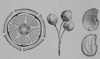 Fig. 252. Linden. Floral diagram. Fruit. Seed, entire. Same, cut vertically.