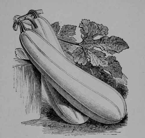 Fig. 81, II. Long White Squash (Cucurbita Pepo, var.). Fruit and leaves. 1/6. Fruit pale, yellowish.