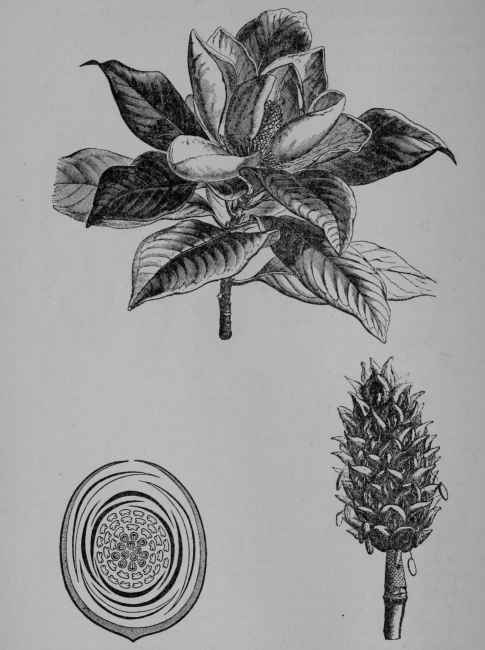 Fig. 250, Magnolia, Bull Bay (Magnolia grandiflora, Magnolia Family. Magnoliacece). Flowering branch. Floral diagrafn. Fruit. (Baillon.)  Tree growing 24 m. tall; leaves evergreen; flowers white, fragrant; fruit rusty brown; seeds bright red, dangling on threads. Native home, North Carolina to Texas.