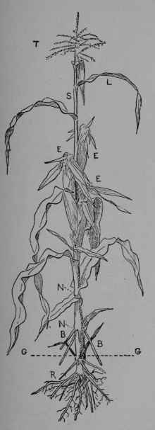 Fig. 13. Maize (Zea Mays, Grass Family, Gramineoe). A plant in flower.