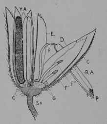 Fig. 14. Maize. A spikelet from the tassel cut lengthwise to show its two flowers; the one on the right fully open, the other not yet mature.