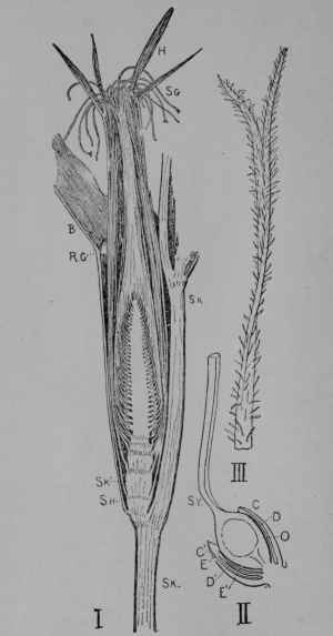 Fig. 15. Maize. I. A young ear cut through the middle lengthwise.