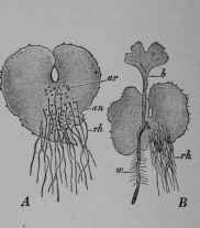 Fig. 362. Male fern. A, prothallus, lower side, showing archegonia (ar), antheridia (an), and pseudo roots (rh), 6/1. B, same, after production of young sporophyte, showing first leaf (b) and first root (w).