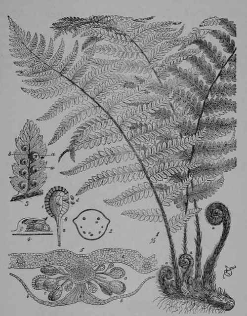 Fig. 170. Male fern (Aspidium Filix mas, Polypody Family, Polypodiaceoe). 1, plant showing the rootstock which grows underground and produces roots below, and above gives rise to leaves which unfold from coils (a, a) and finally produce fruit dots or sori on the back, 2, rootstock cut across showing the woody vessels (a, a) through which the sap runs. 3, segment of the leaf, under side, showing sori or clusters of spore cases (b) each cluster protected by a cover or indusium(a). 4, sorus cut vertically across the indusium. 5, the same cut at right angle to 4 through the leaf (a), much enlarged to show the indusium (b), and the spore cases (c). 6, a spore case discharging spores. (Wossidlo.) A perennial herb; leaves about 30 100 cm. long; fruit dots brownish. Native home, Northern Europe and North America.