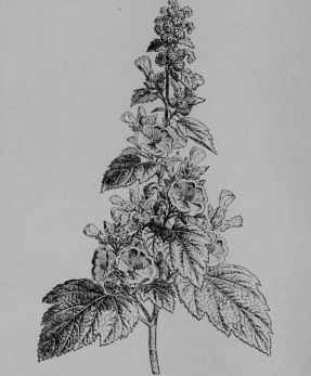 Fig. 158. Marshmallow (Althcea officinalis, Mallow Family, Malvaceoe). Flowering top. (Baillon.) A perennial herb about 1 m. tall, downy throughout; leaves pale purplish; fruit dry. Native home, Eastern Europe.
