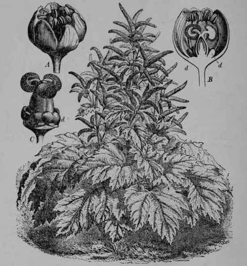 Fig. 163. Medicinal Rhubarb (Rheum officinale, Buckwheat Family, Polygonaceoe). Plant in flower. A, flower, entire, enlarged. B, same, cut vertically. C, pistil; d, nectar glands. (Baillon.) Perennial herb growing 2 m. tall; leaves hairy; flowers greenish; fruit, dry, reddish. Native home, Central Asia.