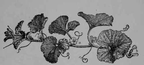 Fig. 102. Muskmelon (Cucumis Melo, Gourd Family, Cucurbitaceoe). Shoot showing staminate flower at a, and pistillate flower at b. (Nicholson.) A long running, annual, herbaceous vine; hairy and prickly; flowers yellow, very like those of cucumber; fruit various in size, shape, and color, mostly dull greenish or orange.