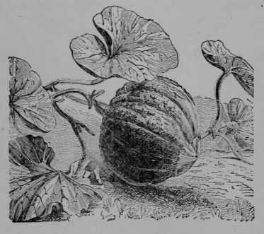 Fig. 103. Muskmelon. Fruit, much reduced.