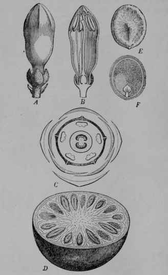 Fig. 177, II. Nux Vomica. A, flower bud. B, same, cut vertically. C, floral diagram. D, fruit cut across. E, seed, entire. F, same cut through embryo between seed leaves.