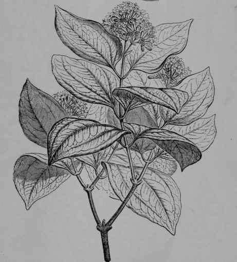 Fig. 177, I. Nux Vomica (Strychnos Nux vomica, Logania Family. Loganiacece). Flowering branch. (Baillon.) Tree of moderate height; leaves glossy; flowers greenish or yellow; fruit orange. Native home, India and East Indies.