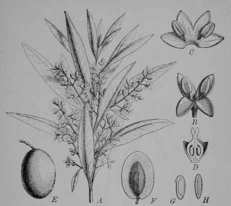 Fig. 113. Olive (Olea europoea, Olive Family, Oleaceoe). A, flowering branch. B, flower. C, corolla and stamens. D, calyx and pistil, cut vertically. E, fruit. F, same with the pulp cut through to show the stone within. G, seed, cut vertically between the seed leaves. H, same, cut vertically across the seed leaves. (Knoblauch.) An evergreen tree or shrub, with grayish green leaves, cream colored, fragrant flowers, and purplish fruit.