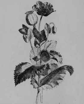 Fig. 172, I. Opium Poppy (Papaver somniferum. Poppy Family, Papaveracece). Flowering and fruiting top. (Baillon.) An annual about 1 m. tall; leaves pale green; flowers white, red, or purplish; fruit dry, smooth. Native home, Mediterranean region.