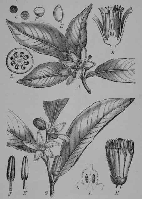 Fig. 106. Orange (Citrus Aurantium) and Lemon (C. medica, var. Limonum, Rue Family, Rutaccoe). A F, Orange. A, flowering branch. B, flower, central part, cut vertically and enlarged. C, pollen grains, much magnified. D, ovary, cut across. E, seed, cut vertically. F, seed, cut across. G L, Lemon. G, flowering branch. H, flower, with petals removed, enlarged. J, anther, front view. K, same, back view. L. ovary, cut vertically, enlarged. (Berg and Schmidt.) Both plants are small trees or shrubs with evergreen aromatic leaves and smooth stems; flowers white in the orange, and tinged with pink in the lemon; fruit with thick aromatic rind, and seeds imbedded in a pulp consisting of internal hairs swollen with a more or less acid juice.