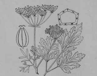 Fig. 138. Parsley (Petroselinum hortense, Parsley Family, Umbelliferce). Flowering and fruiting top, reduced. Leaf, upper part. Fruit, side view, enlarged. One half of fruit cut across to show the six volatile oil tubes in the wall. (Britton and Brown.) A mostly biennial herb, attaining 1 m. in height, smooth throughout; flowers greenish yellow; fruit brownish, aromatic. Native home, Mediterranean Region.