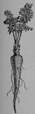  54. Parsnip (Pastinaca sativa, Parsley Family, Umbelliferoe).
