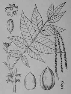 Fig. 29. Pecan (Carya olivoeformis, Walnut Family, Juglandaceoe).
