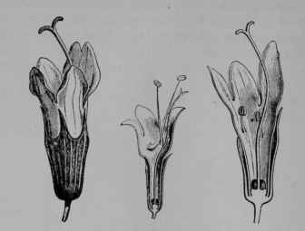 Fig. 146, II. Peppermint. Flowers, enlarged about five times, showing the two sizes often present.