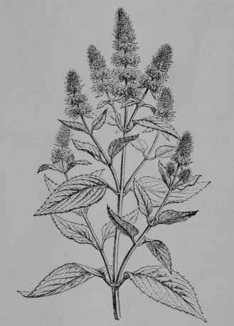 Fig. 146, I. Peppermint (Mentha piperita, Mint Family, Labiatoe). Flowering top. (Baillon.) A perennial herb, growing 1 m. tall, aromatic; leaves bearing numerous minute volatile oil glands; flowers pale purplish; nutlets seldom formed.
