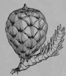 Fig. 116, III. Prickly Sago Palm. Ripe fruit and remains of a staminate branch of the flower cluster. (LeMaout and Decaisne.) Three years are required to ripen this strangely armored fruit.