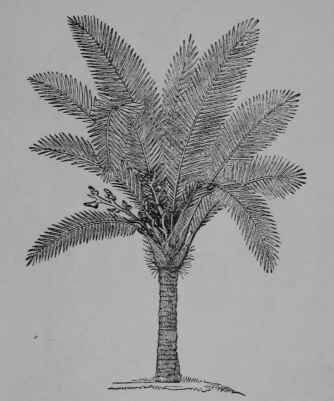 Fig. 116, I. Prickly Sago Palm (Metroxylon Rumphii, Palm Family, Palmacece). Tree about 10 m. tall or less; leaves very long and plumelike, prickly at base; flowers numerous, imperfect, on large special branches; fruit covered with hard woody scales.