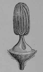 Fig. 80, III. Pumpkin, the same with calyx and corolla removed to show the united stamens, enlarged.