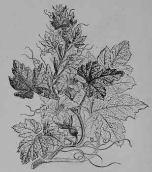 Fig. 80, I. Pumpkin (Cucurbita Pepo. Gourd Family, Cucurbitaceoe).