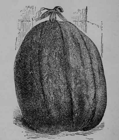 Fig. 81, I. Pumpkin, fruit, 1/6. Color grayish green.