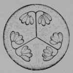 Fig. 80, VII. Pumpkin, ovary cut across near the middle, showing the position of the ovules.