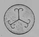 Fig. 80, VI. Pumpkin, ovary cut across near the top.