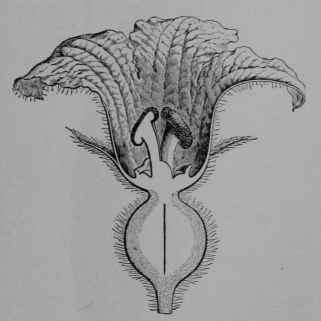 Fig. 80, IV. Pumpkin, pistillate flower, cut vertically.
