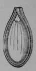Fig. 80, IX. Pumpkin, seed cut lengthwise between the seed leaves of the germ.