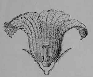 Fig. 80, II. Pumpkin, staminate flower, out vertically.