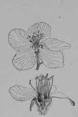 Fig. 93, I. Quince (Cydonia vulgaris, Rose Family, Rosacea:). Flower, expanded, and cut vertically. (Baillon.) The plant is a shrub or small tree, with slender, thornless branches; leaves hairy; flowers white or pink; about 5 cm. broad; fruit finely hairy, yellowish.