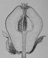 Fig. 93, II. Quince fruit, cut vertically.