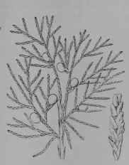 Fig. 261. Red Cedar (Juniperus virginiana, Pine Family, Pinaceoe). Fruiting branch, 1/2 Leafy tip. (Britton and Brown.) Tree growing 30 m. tall; bark brownish, shreddy; leaves dull green; flowers yellowish; fruit light blue. Native home, North America.