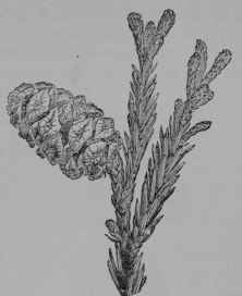 Fig. 262. Redwood (Sequoia sempervirens, Pine Family, Pinaceoe). Fruiting branch. (Nicholson.) Tree growing over 100 m. tall; bark reddish brown; leaves mostly scale like; flowers inconspicuous; fruit brownish. Native home, California.
